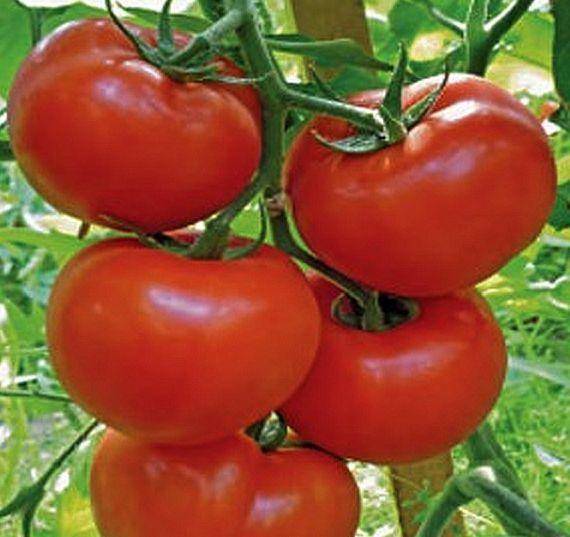 Описание сорта томата гравитет, особенности выращивания и ухода