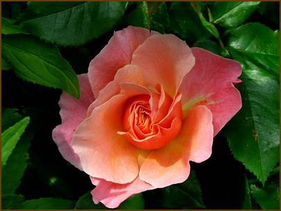 Роза сорта мари кюри: правила выращивания и способы размножения сорта