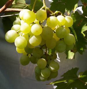 Виноград фрумоаса албэ: описание сорта, фото || виноград фэт фрумос