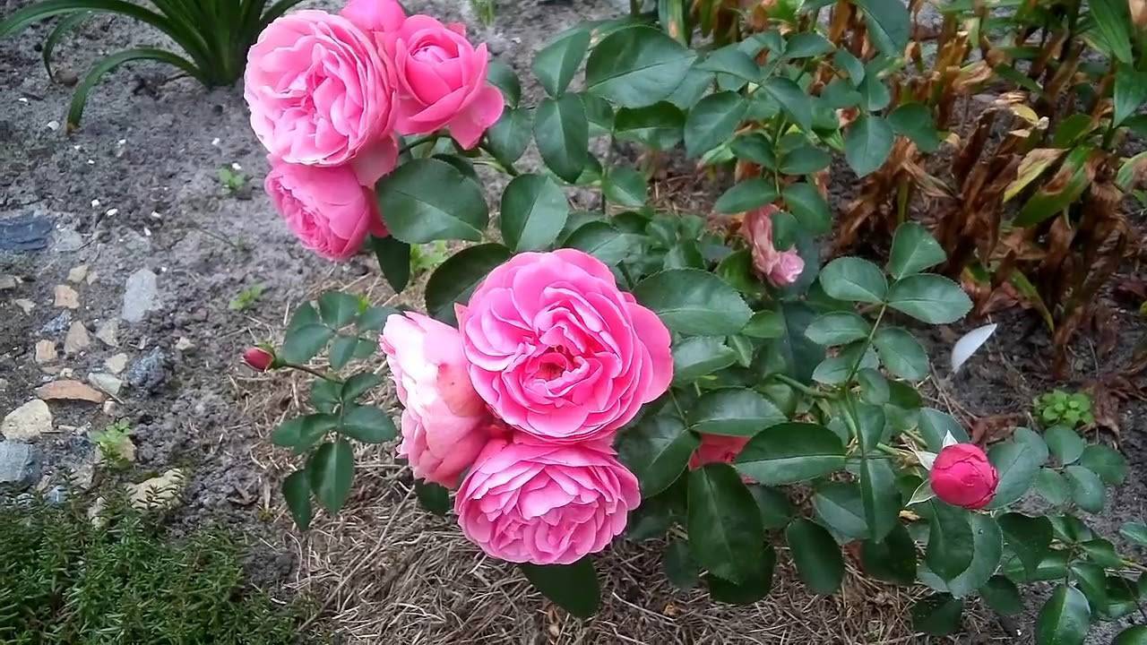 Особенности плетистой розы сорта лавиния: характеристики, как выращивать культуру