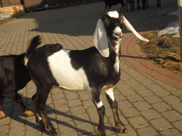 Нубийские козы: описание и характеристики породы