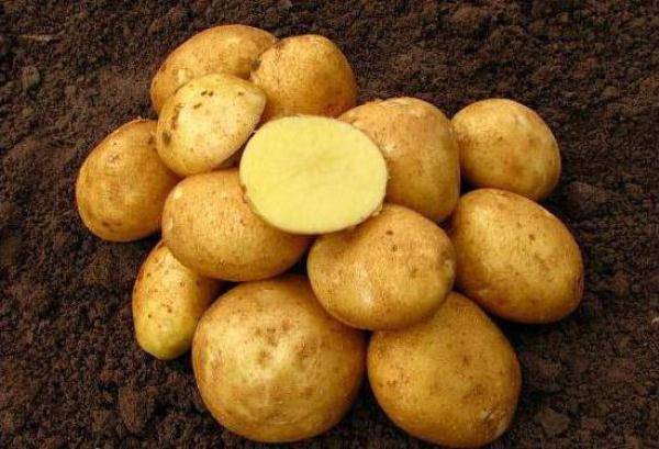 Сорт картофеля «колобок»: характеристика, описание, урожайность, отзывы и фото
