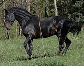 Голштинская порода лошадей: характеристика и правила содержания