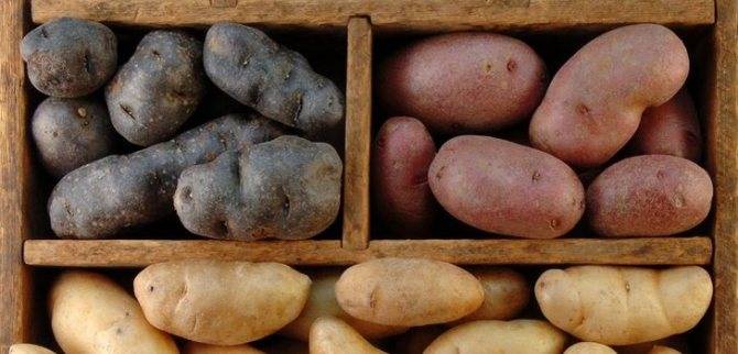 Картофель при хранении зеленеет и чернеет — почему это происходит? разбираемся в причинах болезней
