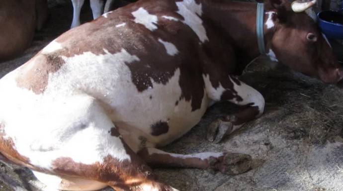 Послеродовой парез у коров – лечение и признаки 2020