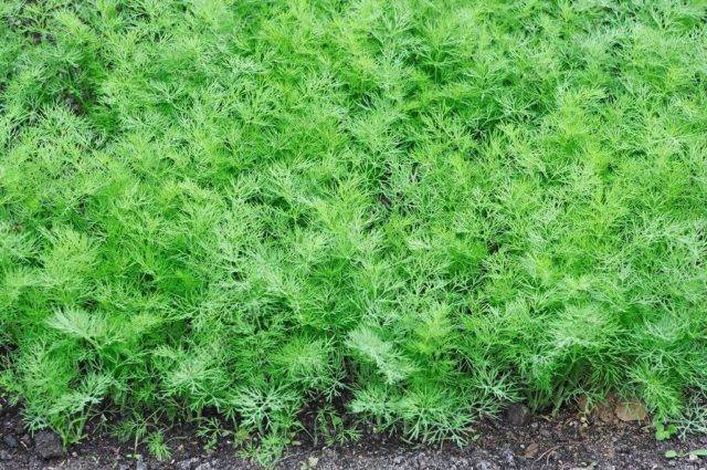 Сорта укропа на зелень без зонтиков: секреты выращивания, фото