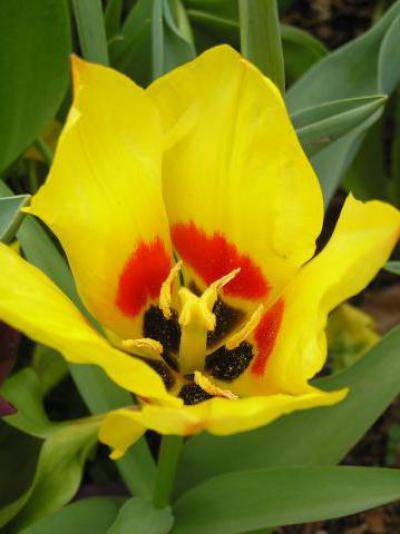 Тюльпан шренка: особенности и возможности выращивания
