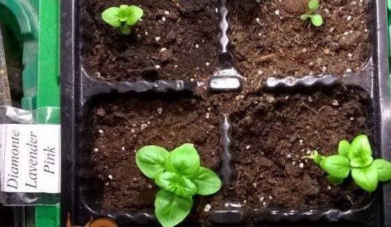 Диасция: выращивание из семян и в саду и дома