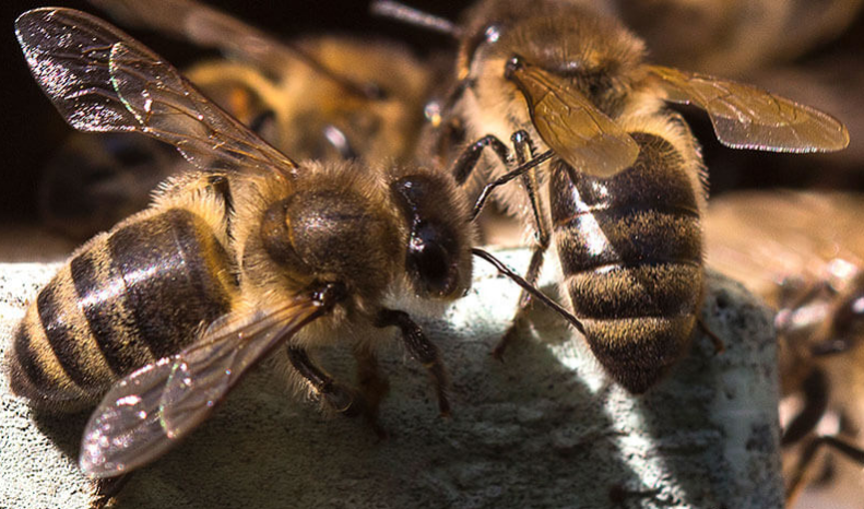 Породы пчел: фото, описание, характеристика, методы определения и советы по выбору