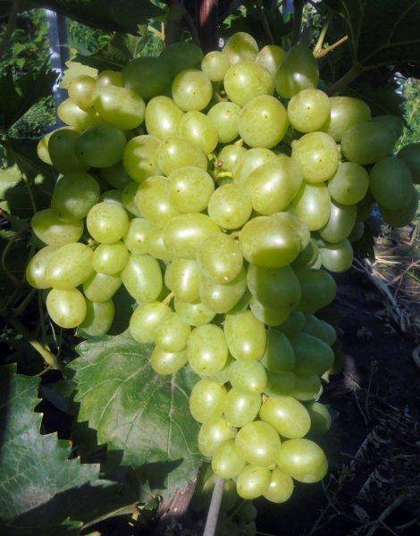 Описание сорта винограда надежда аксайская, основные характеристики и особенности