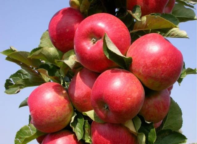 Колонновидная яблоня президент — всё от посадки до сбора урожая