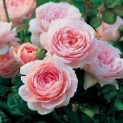 Красные розы дэвида остина - обзор сортов, описания. лучшие красные остинки | о розе