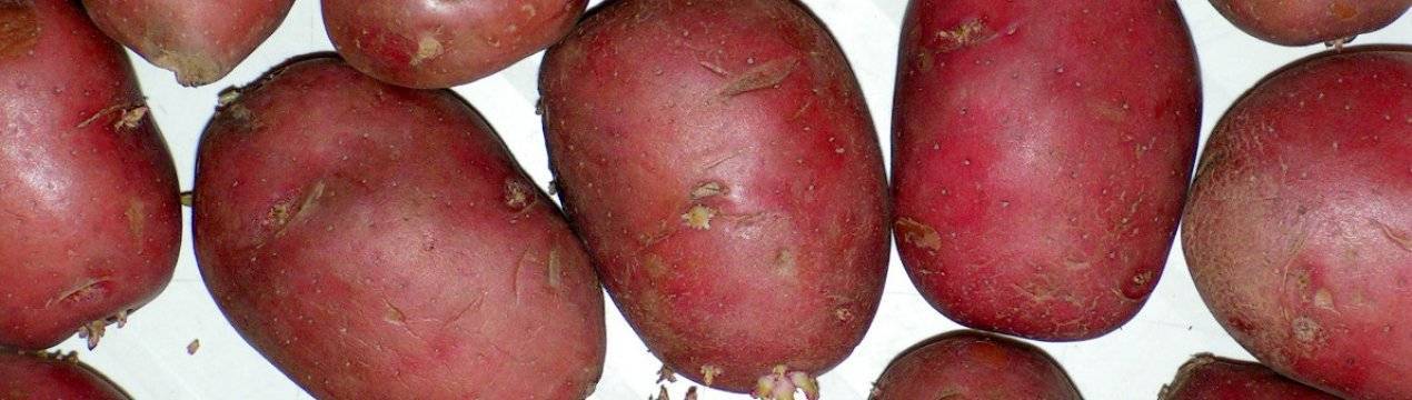 Описание ранних сортов картофеля с фото
