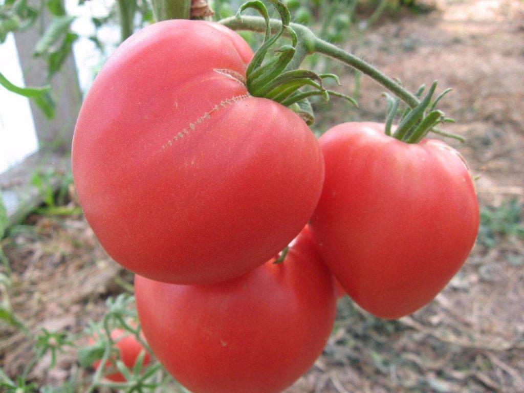 Сладкий малыш родом из японии — томат черри блосэм f1: описание и характеристики сорта