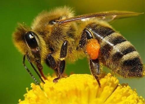 Бальзам апимакс для профилактики лечения пчел от варроатоза