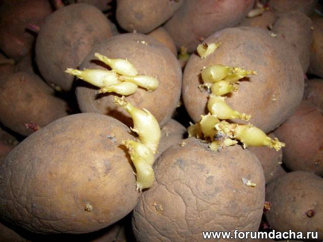 Календарь обработки картофеля от болезней и вредителей