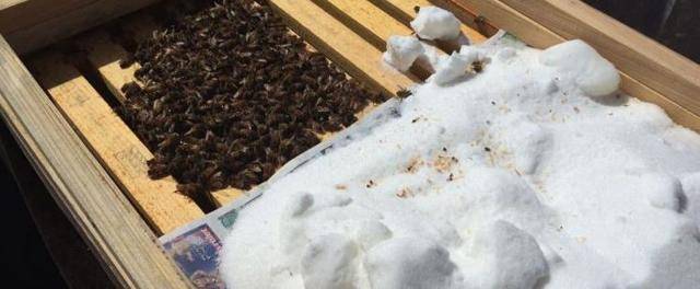 Подкормка пчел зимой: о чем следует знать
