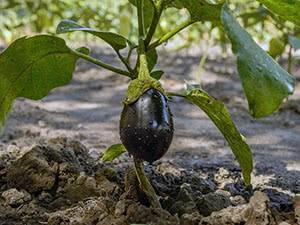 Выращивание рассады баклажанов: что надо знать огороднику