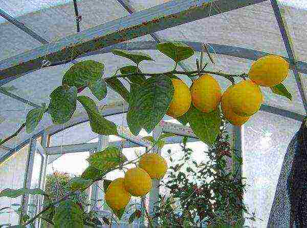 Лимонное дерево — как растет и цветет лимон