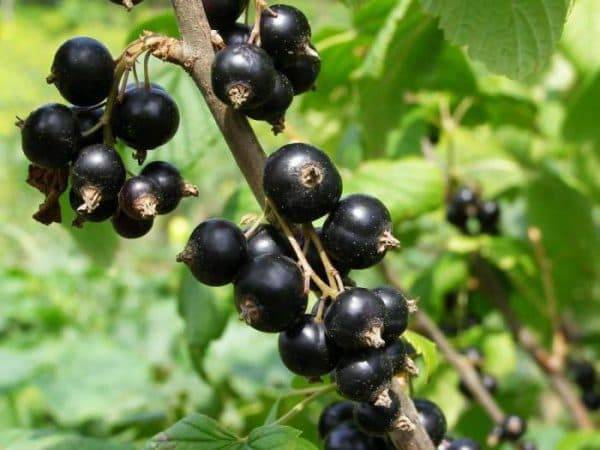 Сорт вологда – для любителей крупноплодной черной смородины