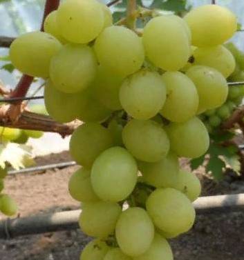 Описание винограда сорта валек