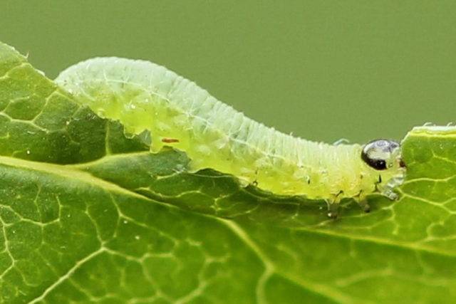 Черные, зеленые гусеницы на крыжовнике: как бороться, чем обработать кусты, как избавиться, чем опрыскать в период плодоношения