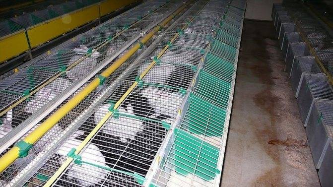 Промышленные клетки для кроликов: обзор, чертежи, размеры