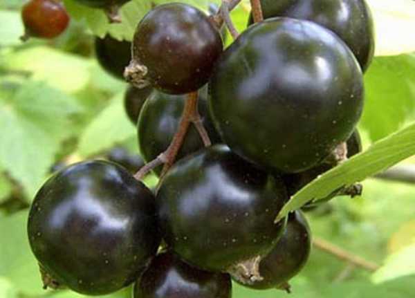 Сорт чёрной смородины чёрный жемчуг: урожайность, вкусовые качества
