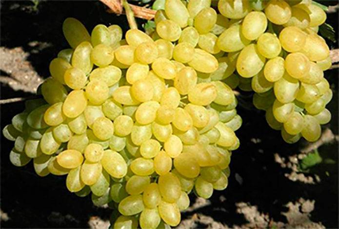 Виноград бажена: описание сорта, его характеристики и особенности, фото