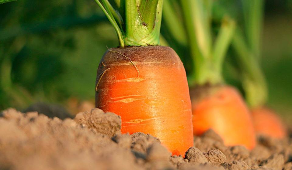 Описание моркови нандрин f1