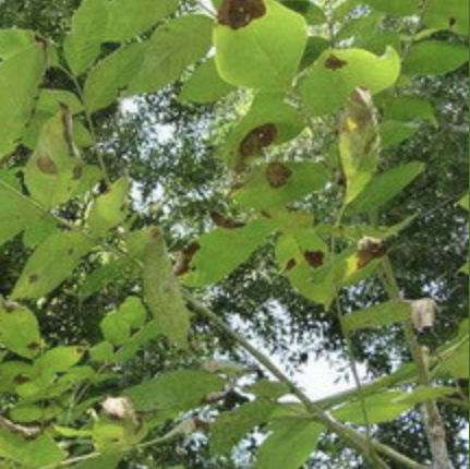 Ореха чернеют листья что делать. грецкий орех: болезни и их лечение