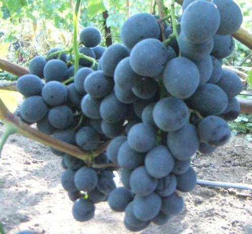 Виноград сфинкс — излагаем развернуто