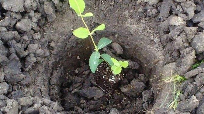 Какая почва на вашем участке – как определить и улучшить состав грунта