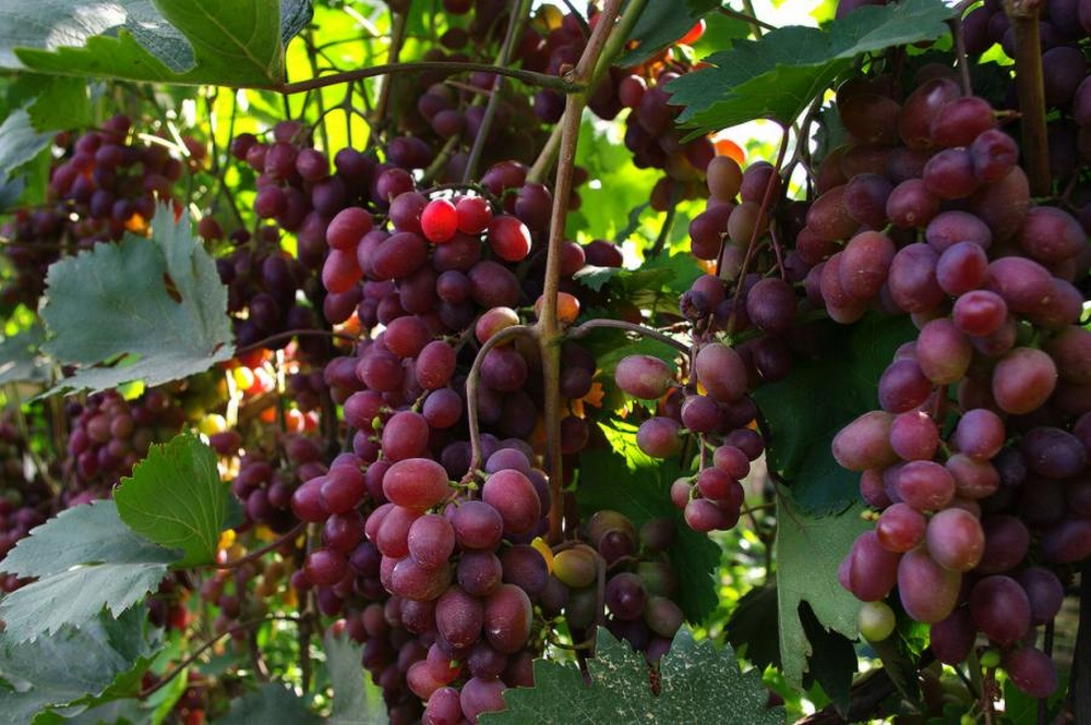 Преимущества и недостатки винограда виктория