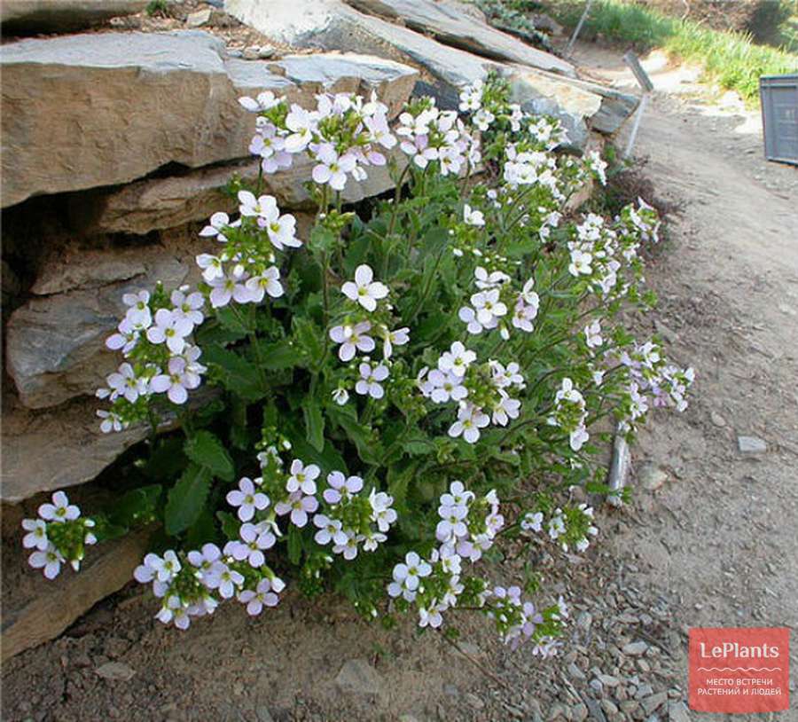 Арабис альпийский многолетний посадка и уход фото