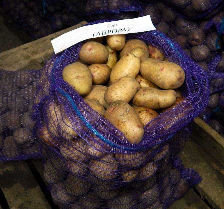 Сорт картофеля «аврора»: характеристика, описание, урожайность, отзывы и фото
