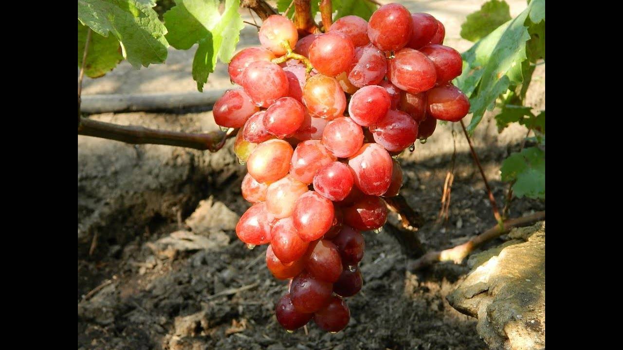 Сорт винограда памяти учителя: характеристики, описание