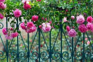 О розе помпонелла (флорибунда pomponella): описание и характеристики сорта