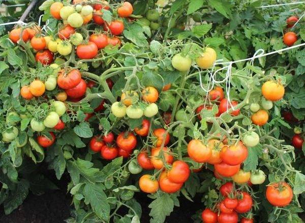 Помидоры агата: урожайность и выращивания сорта