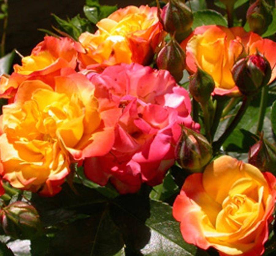 Плетистая повторноцветущая роза флорибунда Rumba (Румба)