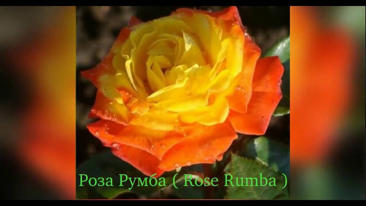 Выращивание розы румба