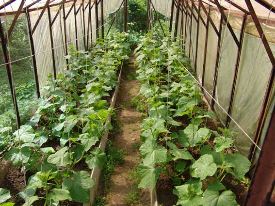 Выращивание огурцов в теплице из поликарбоната: пошаговая технология от а до я