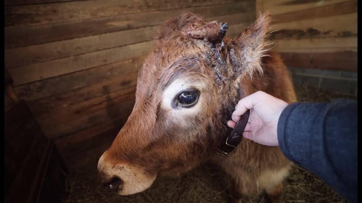 Как помочь корове, если она сломала рог?