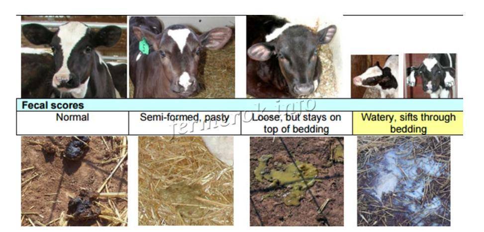 Лечение поноса у коровы, вирусной диареи у крс в домашних условиях