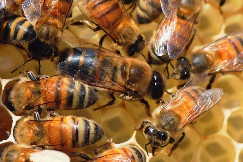Почему пчелы кучкой сидят на прилетной доске и ничего не делают и не летают