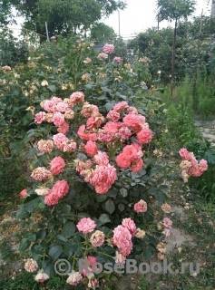 Характеристика и особенности выращивания розы «цезарь»