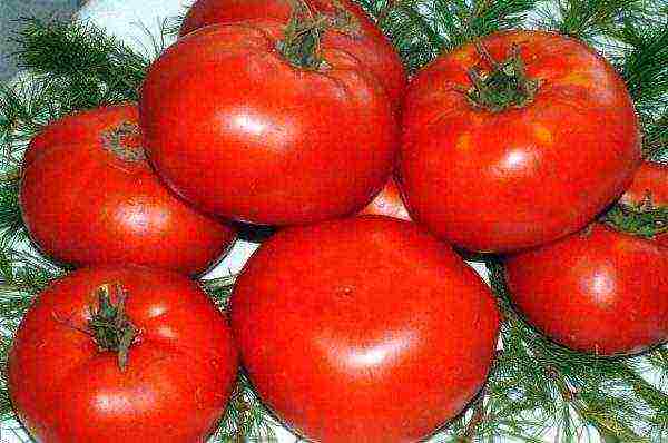 Какие сорта помидор лучше выращивать в краснодарском крае?