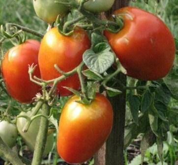 Лучшие сорта томатов для подмосковья, устойчивые к фитофторе