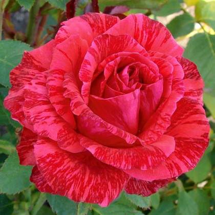 Розы ред интуишн и пинк интуишн: крупноцветковые сорта с экстравагантным окрасом