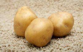 Сорт картофеля реванш характеристика - общая информация - 2020